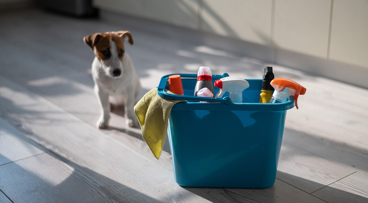 The Asheville Pet Owner